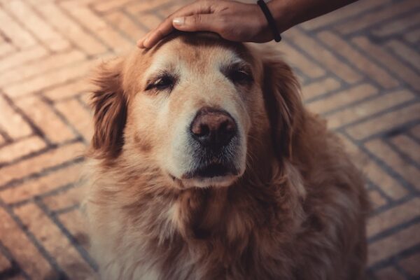 رعاية كلب مصاب بالتهاب المفاصل: 7 نصائح من الخبراء