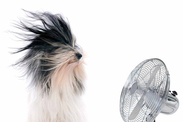 White and black long haired dog with hair being blown by a fan.