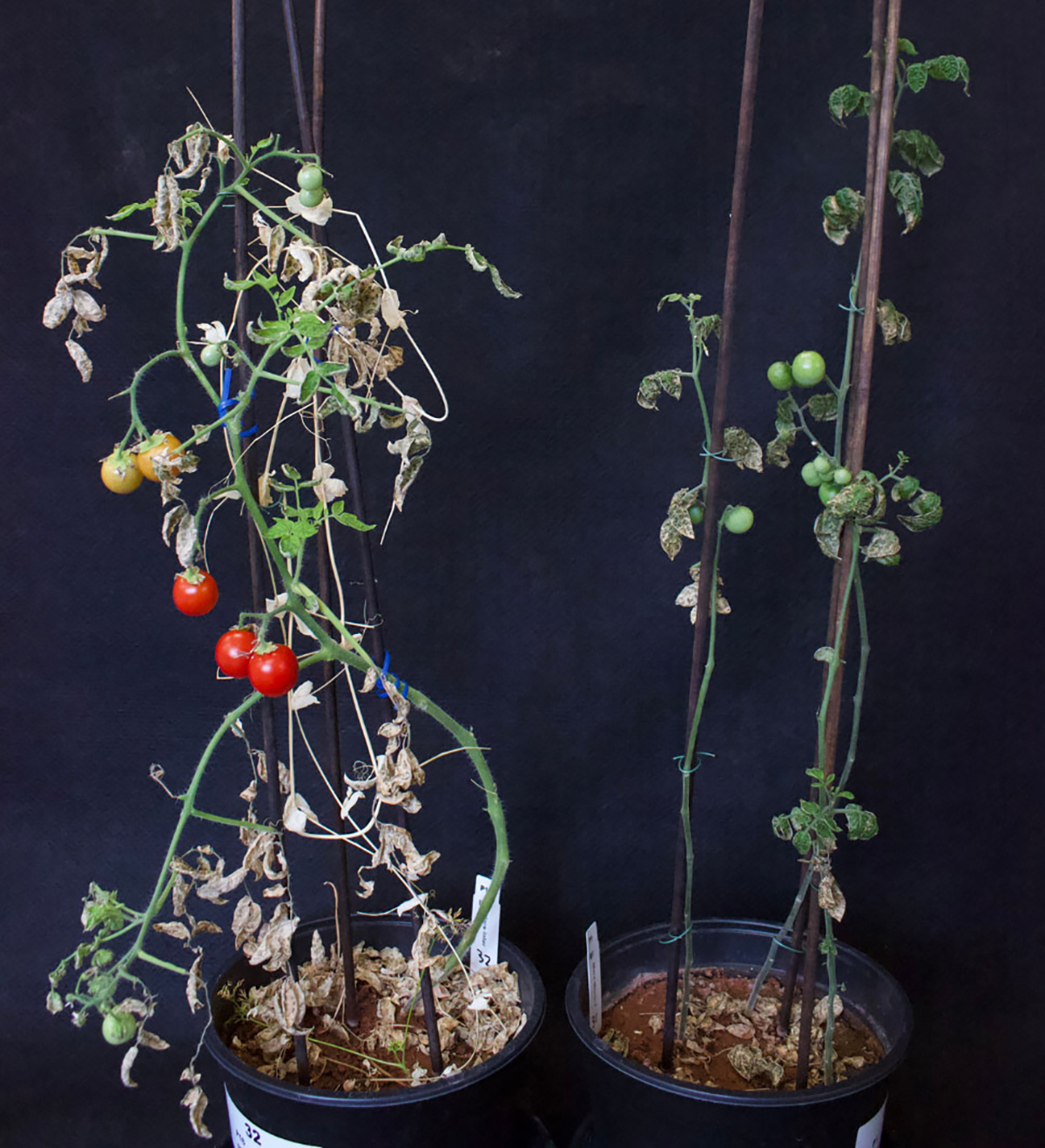 نباتات الطماطم في الأواني