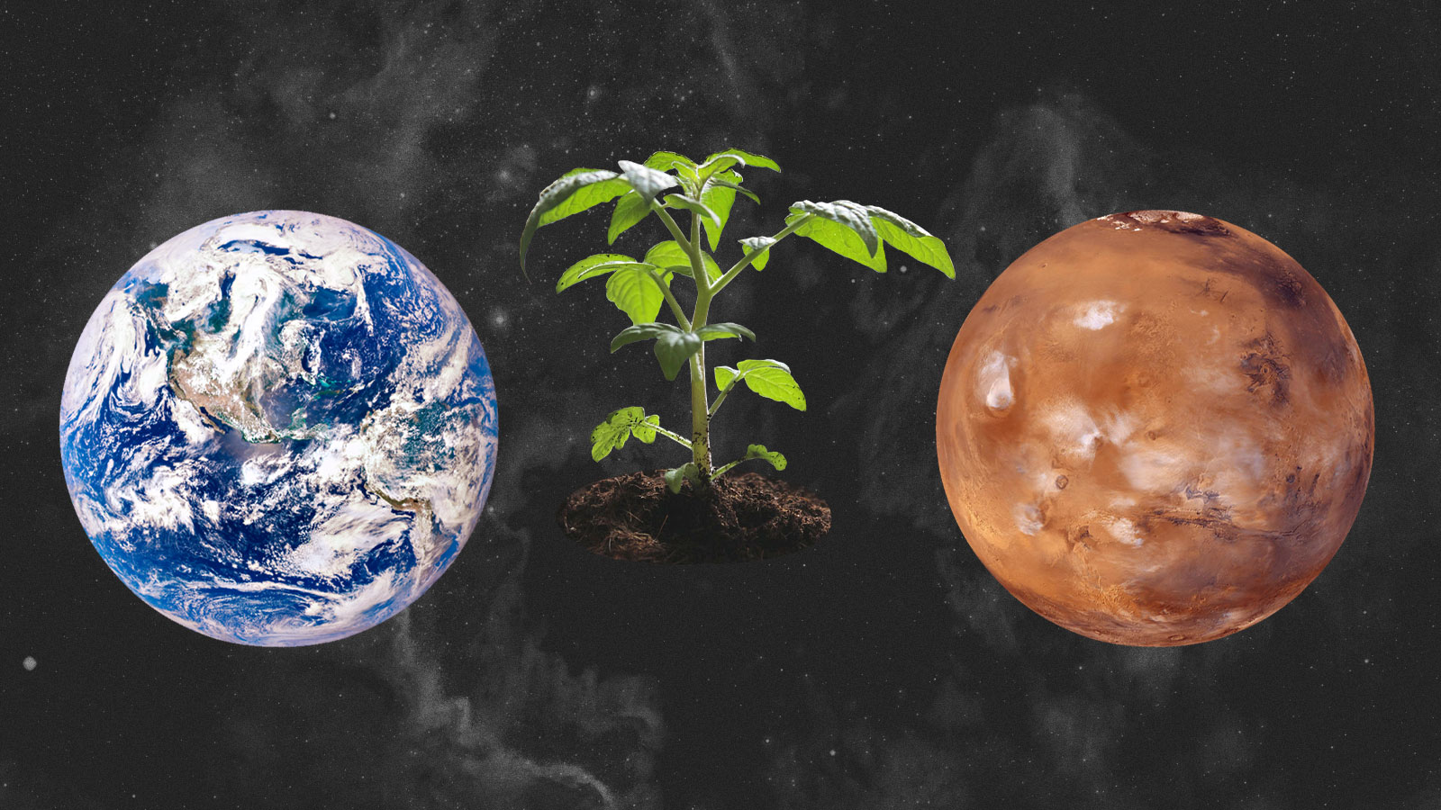 digital collage of planet earth, a tomato seedling, and mars on a dark gray space background
