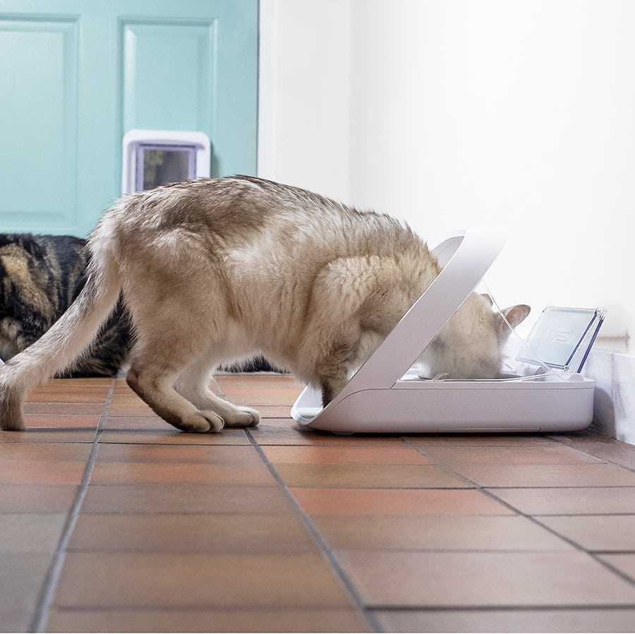 أكل القطط على وحدة تغذية الحيوانات الأليفة SureFeed Microchip