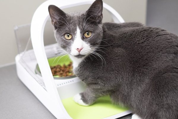 cat eating on SureFeed Microchip Pet Feeder Connect