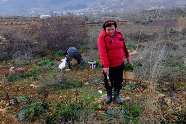 In small villages along the Lebanon Mountain Trail, foraged edibles are an integral part of peoples